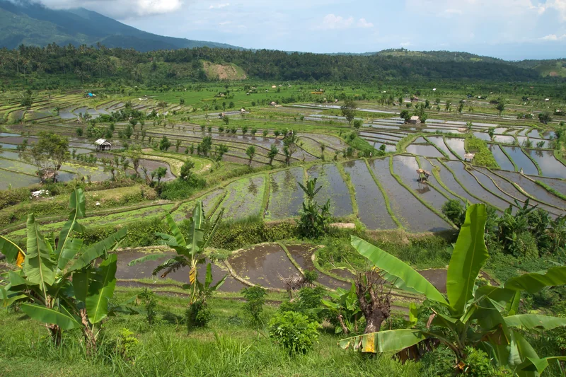 Sawah terasering di Tirta Gangga, Bali Timur
