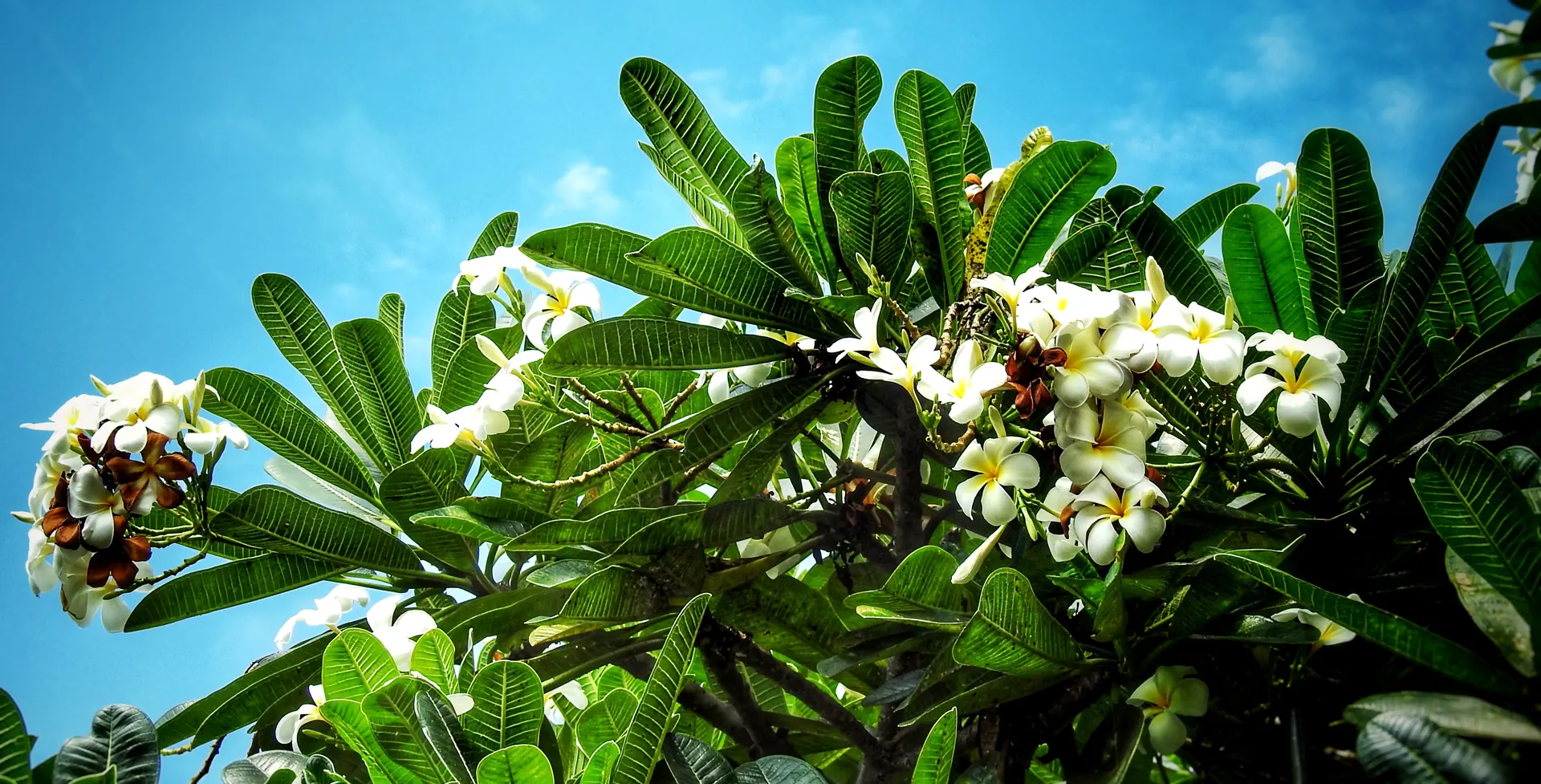 Bunga kamboja putih, bunga khas Bali
