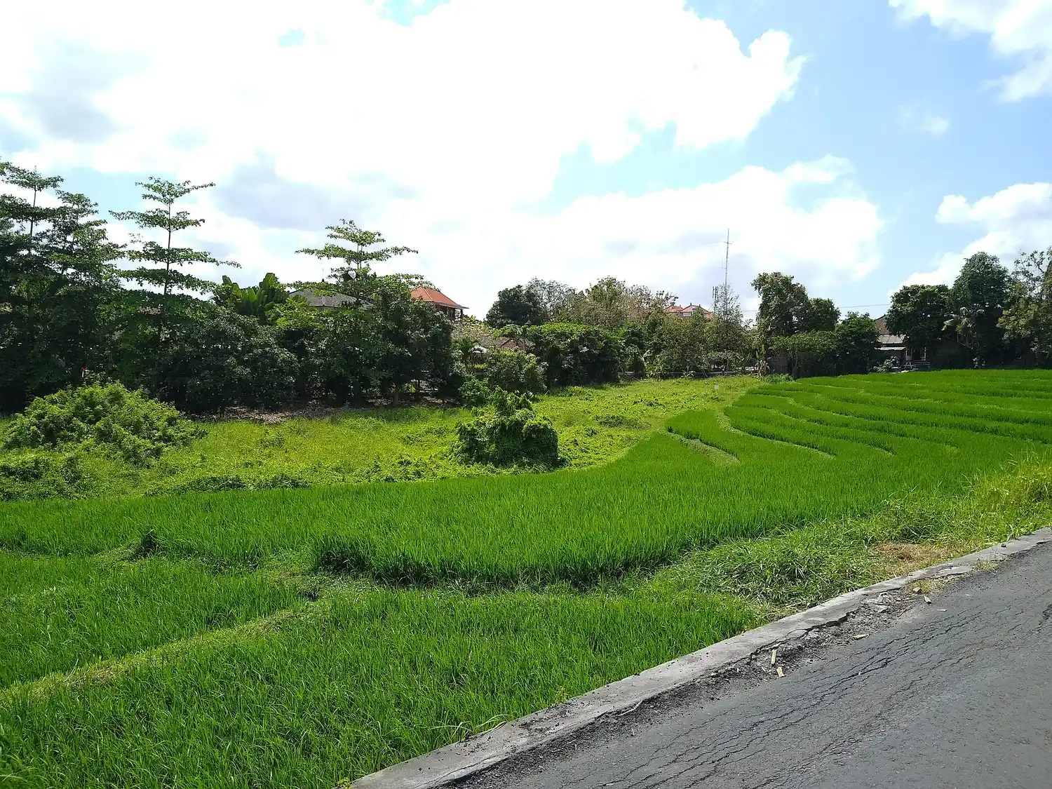 Jalan beraspal membelah hamparan sawah hijau di Canggu