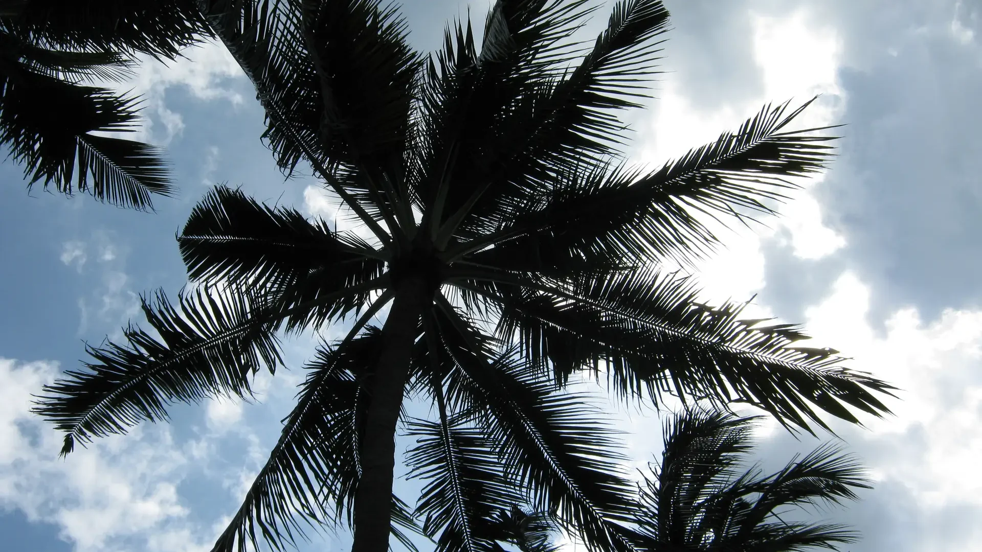 Pohon kelapa di pantai Nusa Dua, Bali