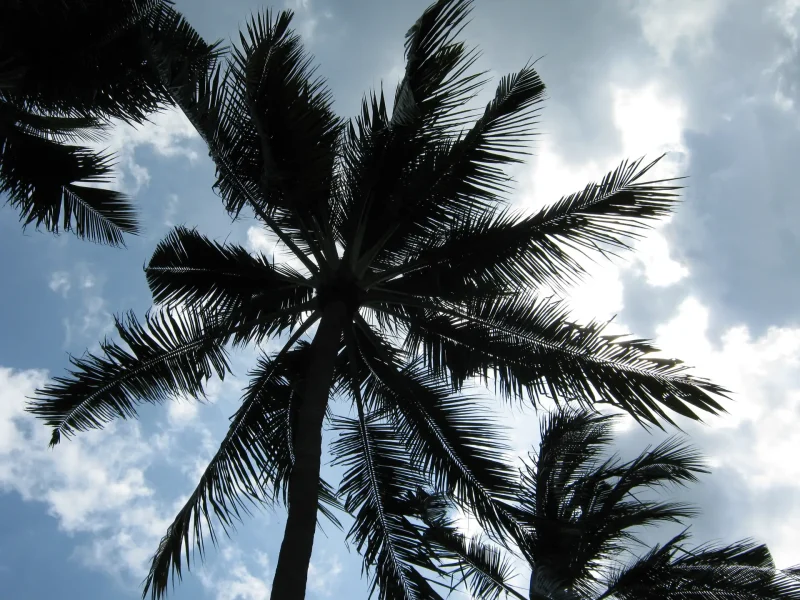 Pohon kelapa di pantai Nusa Dua, Bali