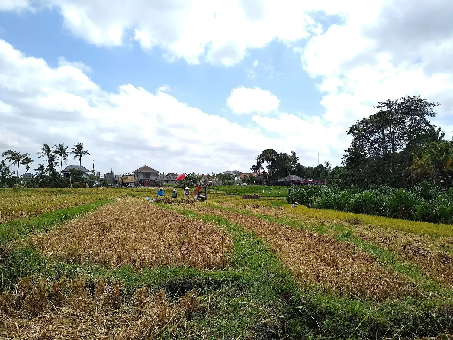 Petani memanen padi di sawah kawasan Canggu, Bali