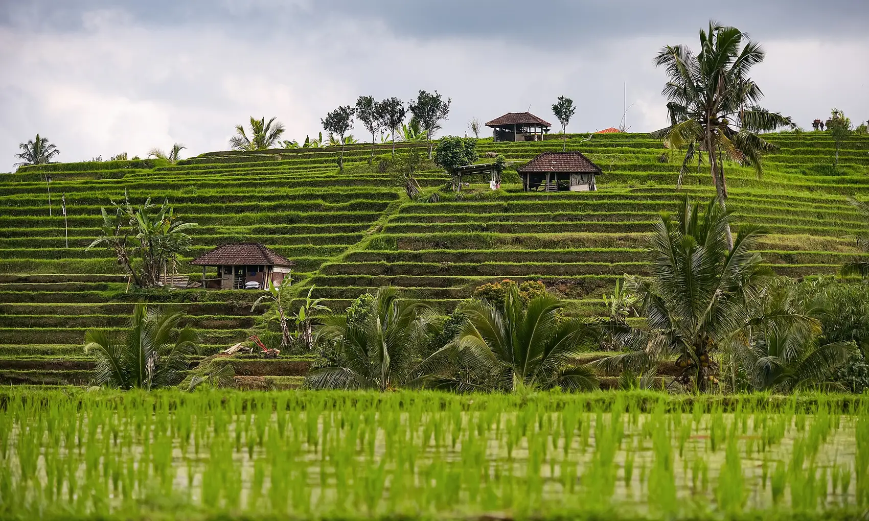 Terasering sawah Jatiluwih, Tabanan, Bali