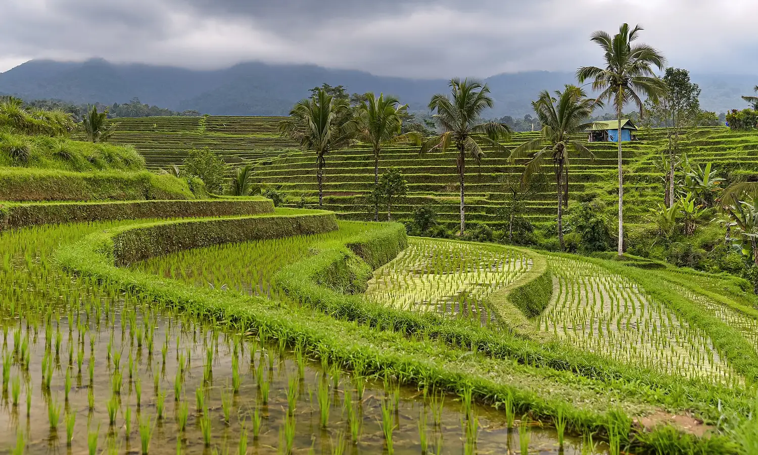 Lembah terasering sawah Jatiluwih dengan latar perbukitan