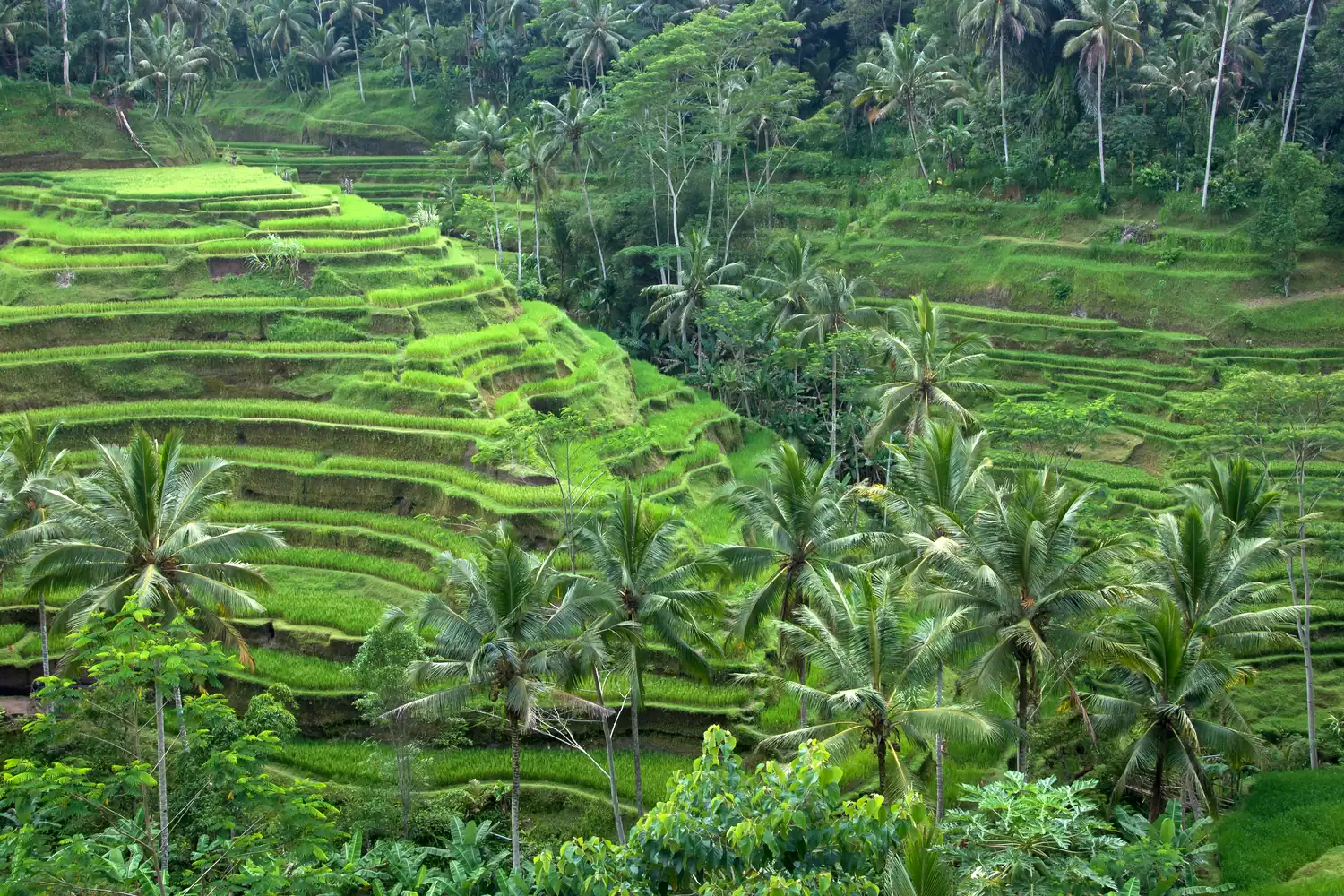 Sawah terasering di Ubud, Bali